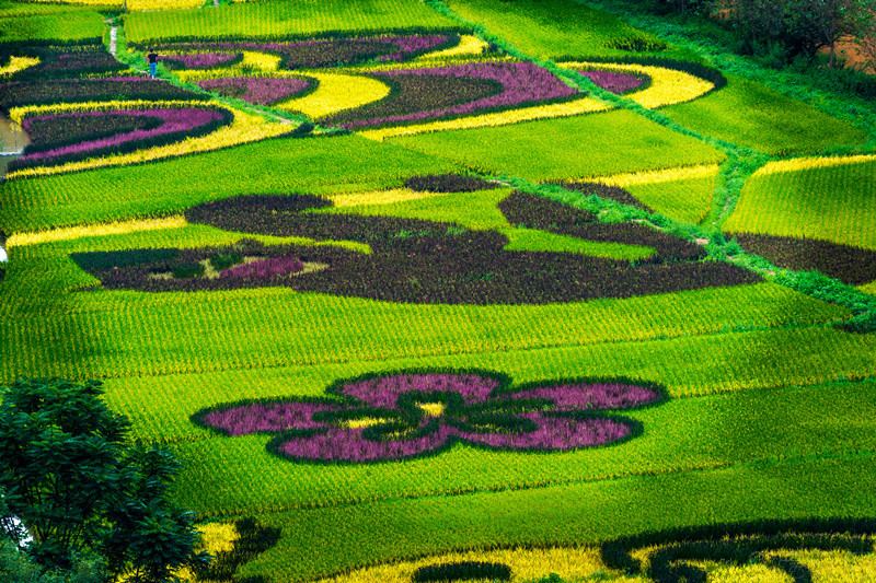 Galeria: arrozal colorido em Yunnan desperta aten??o de curiosos


