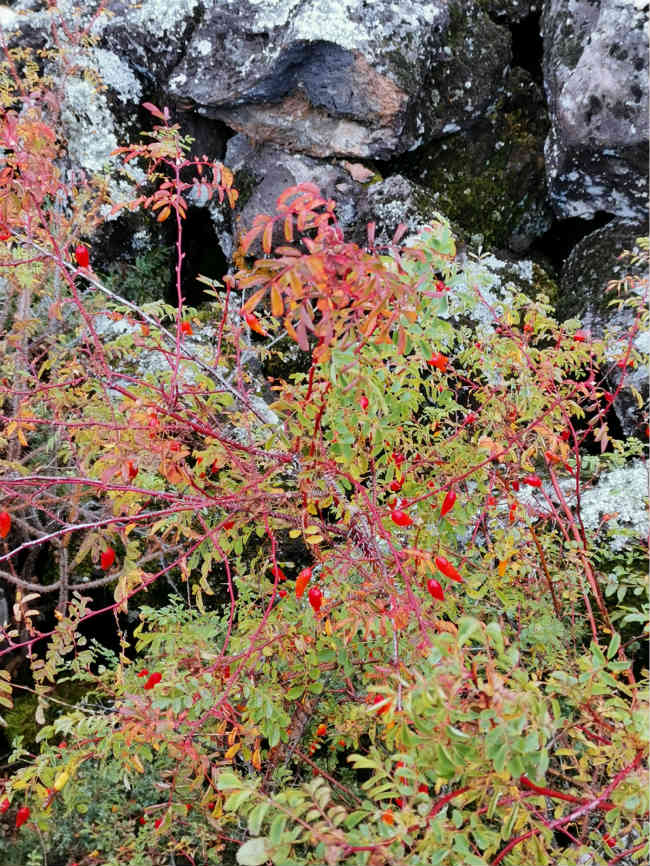 Deslumbrante cenário de outono de Wudalianchi atrai turistas