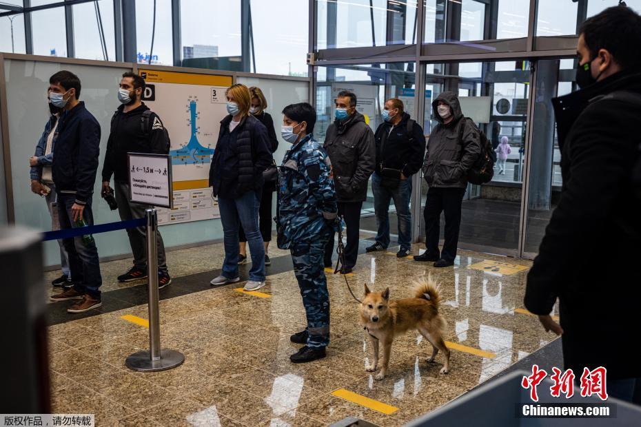 C?es farejadores russos identificam Covid-19 em aeroporto