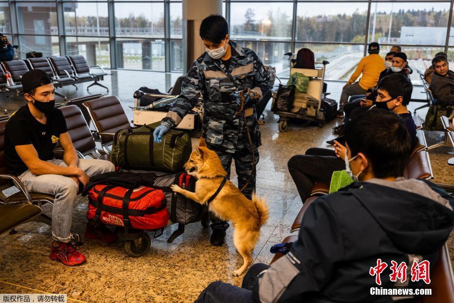 C?es farejadores russos identificam Covid-19 em aeroporto