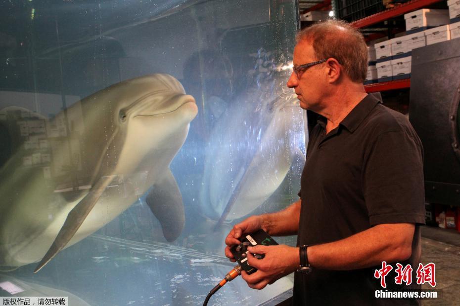 Empresa dos EUA cria golfinho-rob? realista