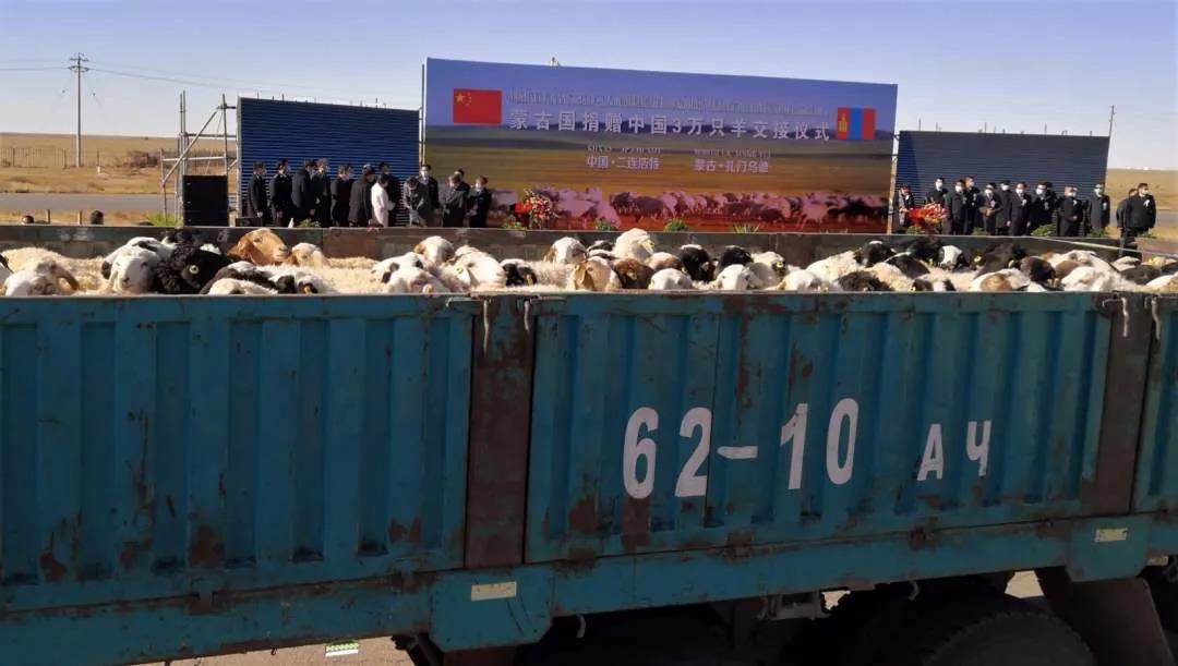 30.000 ovelhas doadas pela Mongólia come?am a ser entregues à China