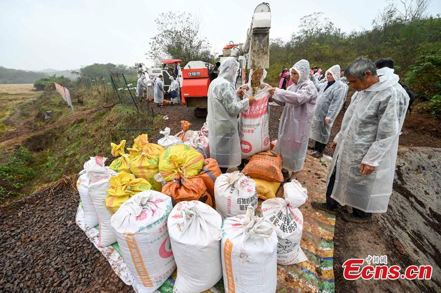 Terceira gera??o de arroz híbrido chinês com resutlados favoráveis