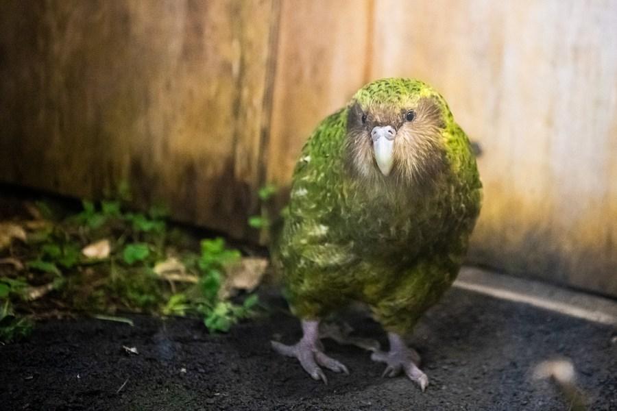 Kakapo é eleito Pássaro do Ano da Nova Zelandia em 2020