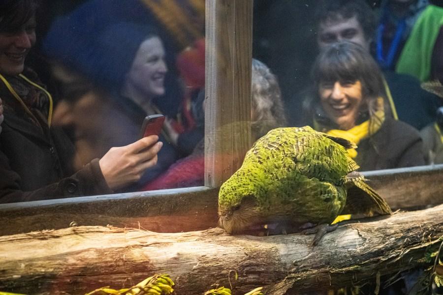 Kakapo é eleito Pássaro do Ano da Nova Zelandia em 2020