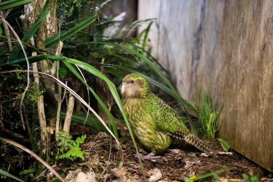 Kakapo é eleito Pássaro do Ano da Nova Zelandia em 2020