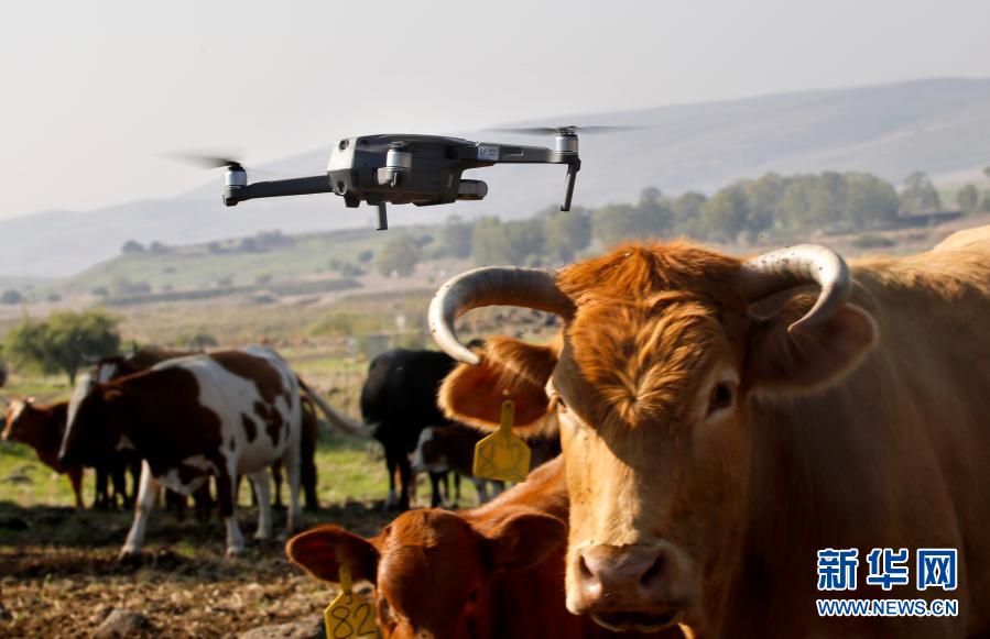 Galeria: pastagem por drones