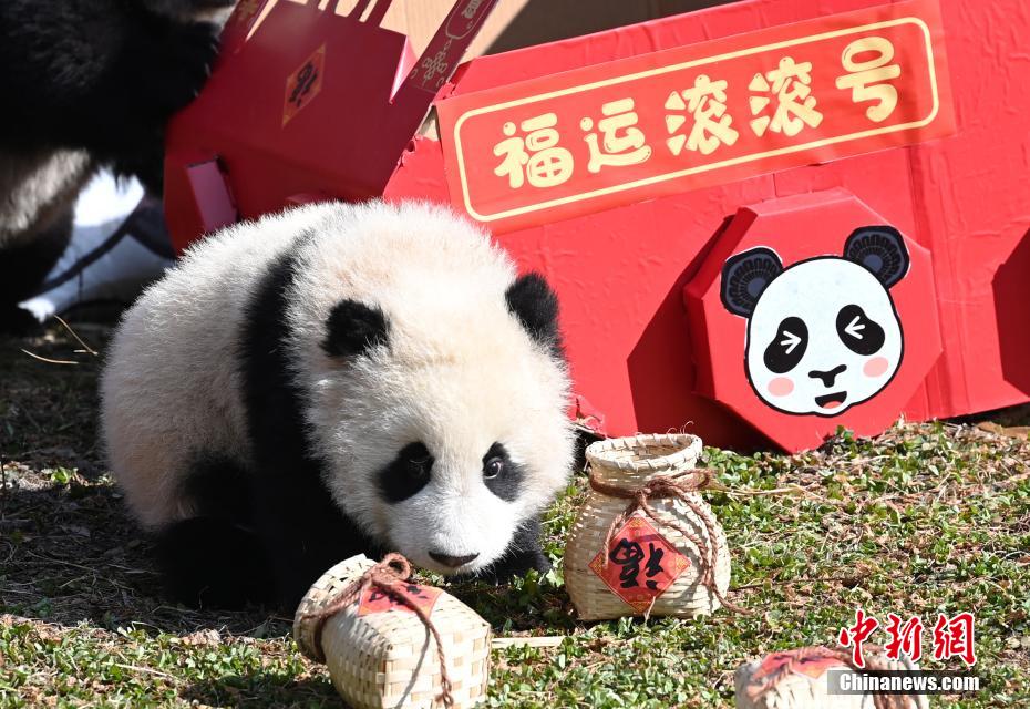 Filhotes de panda gigante celebram advento do Festival da Primavera