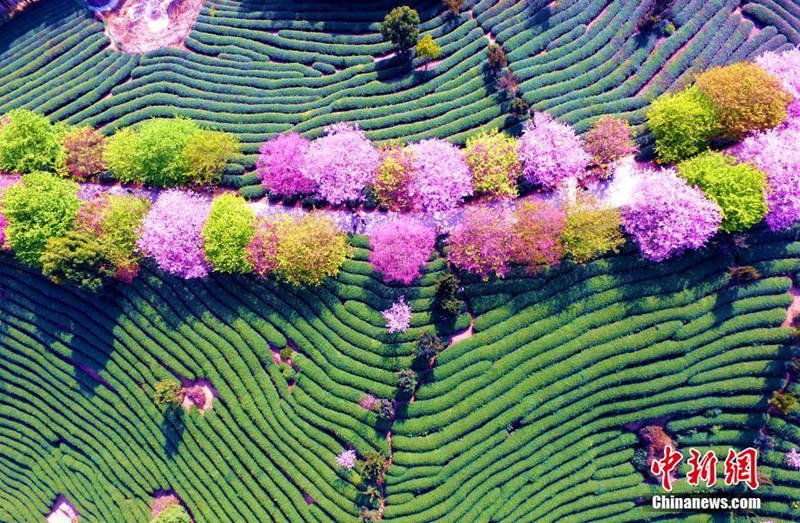Galeria: Planta??o de chá de cerejeira em Fujian