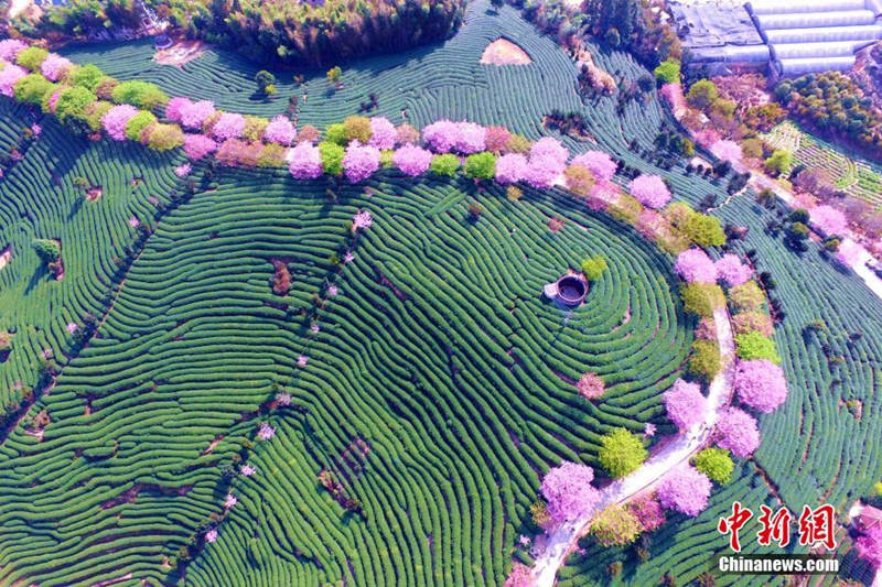 Galeria: Planta??o de chá de cerejeira em Fujian