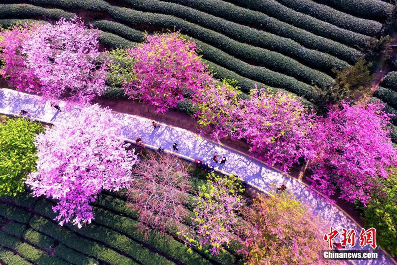 Galeria: Planta??o de chá de cerejeira em Fujian