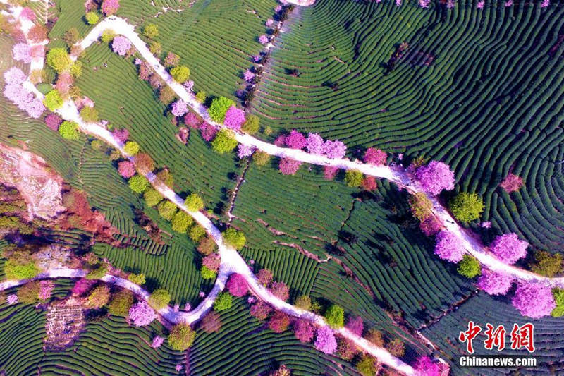 Galeria: Planta??o de chá de cerejeira em Fujian