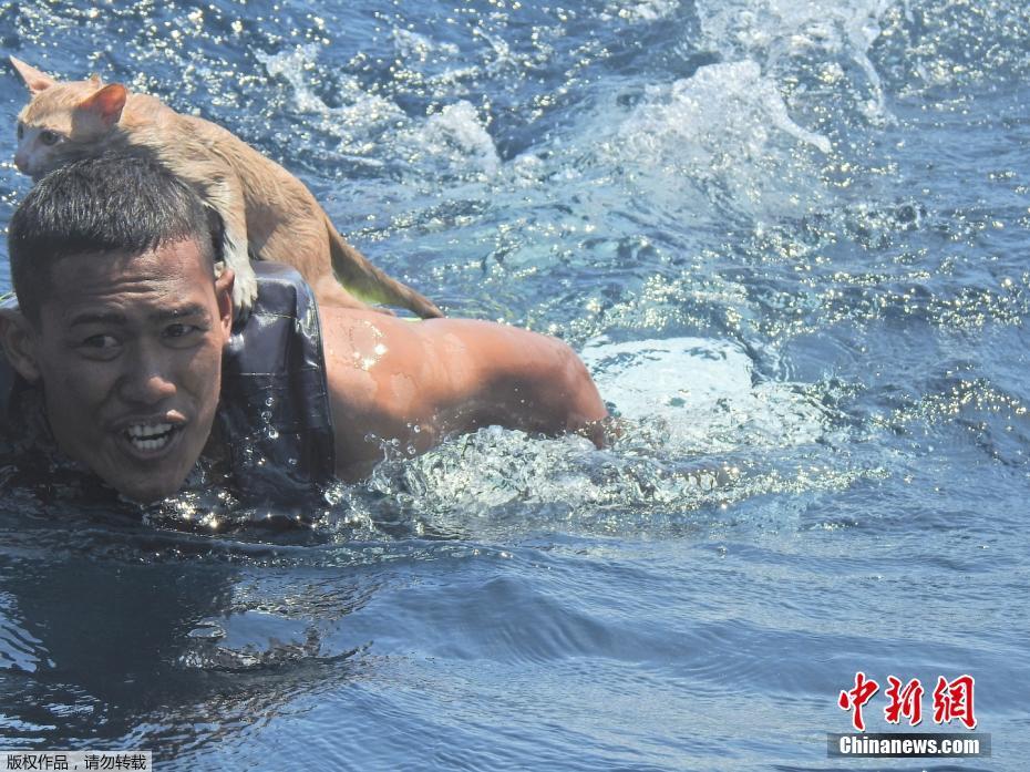 Marinha tailandesa resgata grupo de gatos no Mar de Andam?o