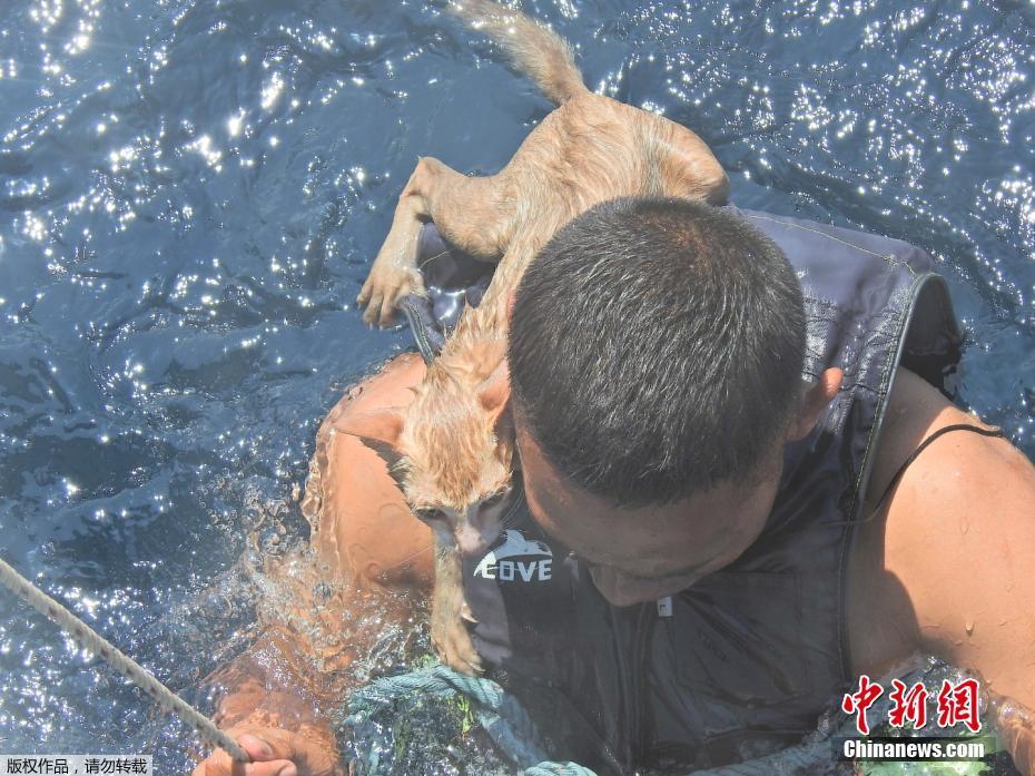 Marinha tailandesa resgata grupo de gatos no Mar de Andam?o