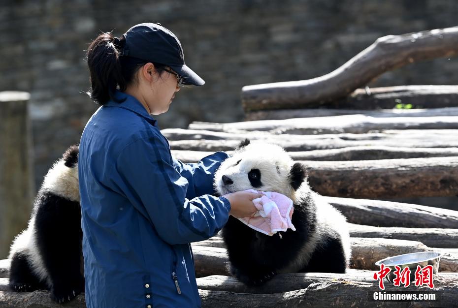 Galeria: pandas bebês d?o as boas-vindas à primavera em Sichuan
