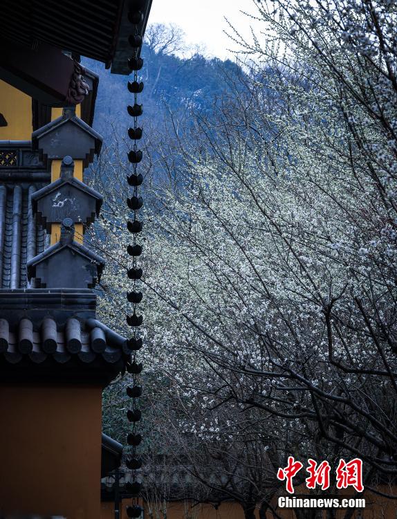 Galeria: Flores desabrocham na primavera de Zhejiang