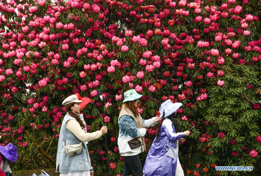 China: Azaléia entra na esta??o de florescimento em Guizhou
