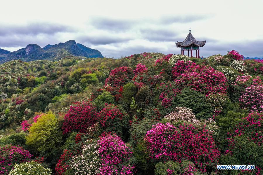 China: Azaléia entra na esta??o de florescimento em Guizhou