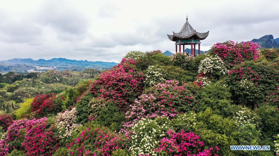 China: Azaléia entra na esta??o de florescimento em Guizhou