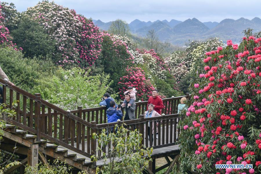 China: Azaléia entra na esta??o de florescimento em Guizhou