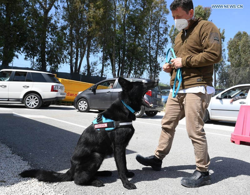 Roma: cachorros s?o treinados para detectar coronavírus