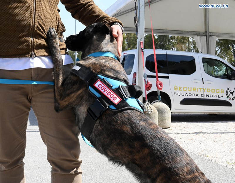 Roma: cachorros s?o treinados para detectar coronavírus
