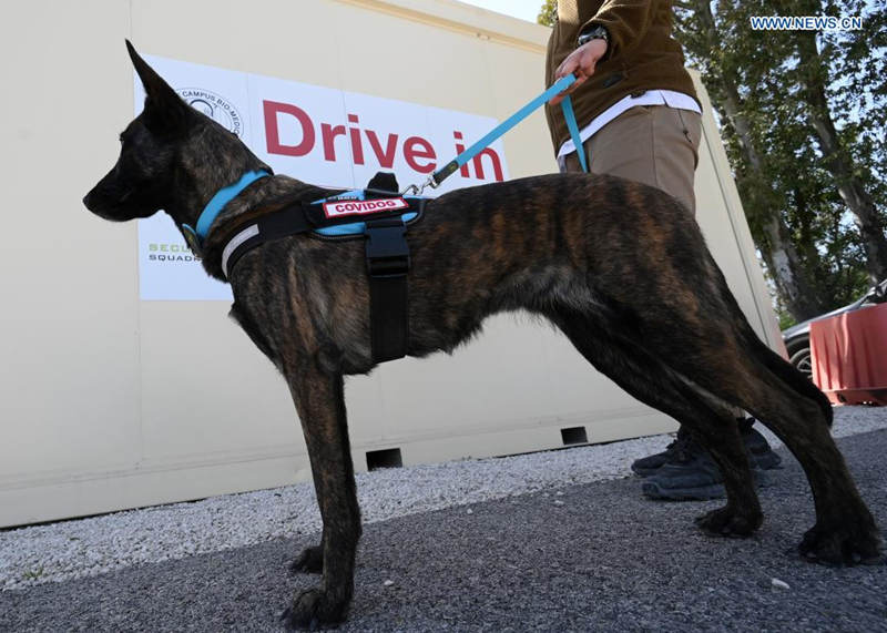 Roma: cachorros s?o treinados para detectar coronavírus