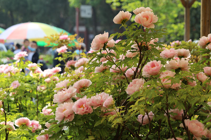 39o Festival Cultural de Pe?nias de Luoyang inaugurado em Henan