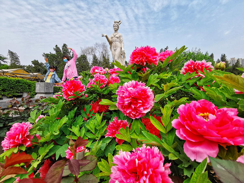 39o Festival Cultural de Pe?nias de Luoyang inaugurado em Henan