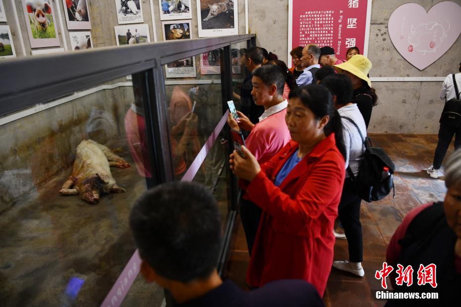 China: Porca sobrevivente do terramoto de Wenchuan celebra o seu 