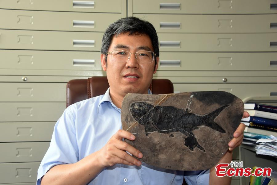 Cientistas chineses descobrem fóssil de peixe actinopterígeo com 244 milh?es de anos 