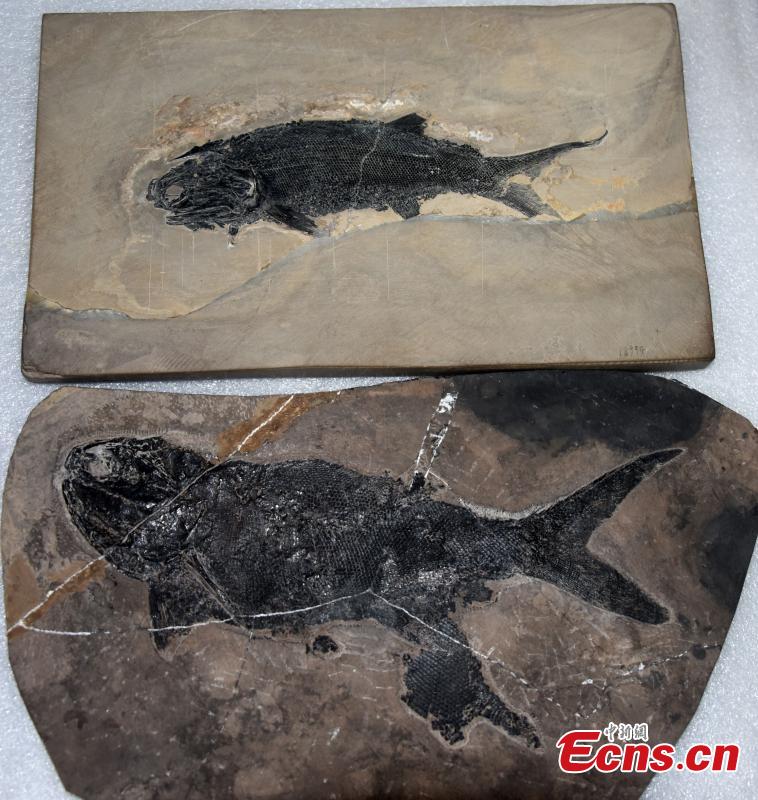 Cientistas chineses descobrem fóssil de peixe actinopterígeo com 244 milh?es de anos 