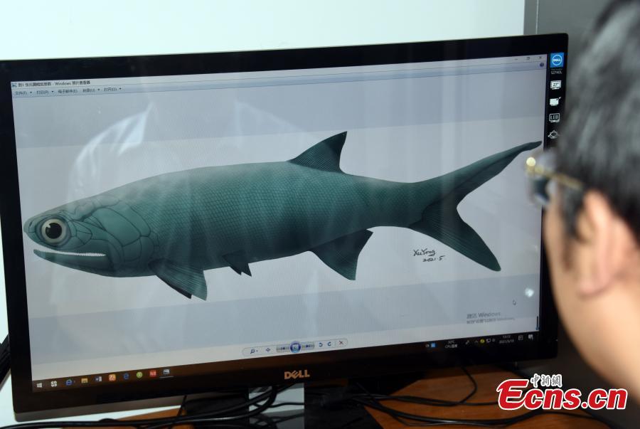 Cientistas chineses descobrem fóssil de peixe actinopterígeo com 244 milh?es de anos 
