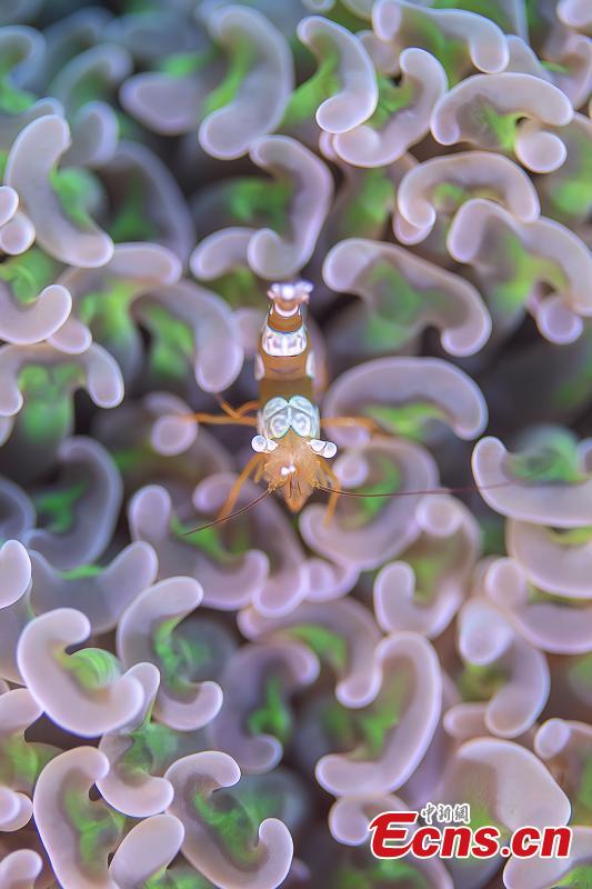 Mundo oceanico é revelado por fotógrafos subaquáticos em Hainan