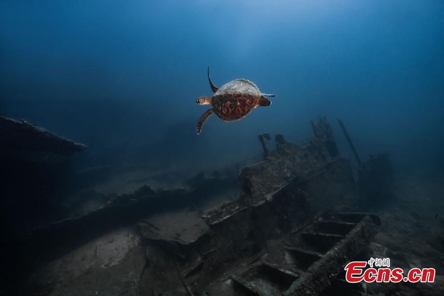 Mundo oceanico é revelado por fotógrafos subaquáticos em Hainan