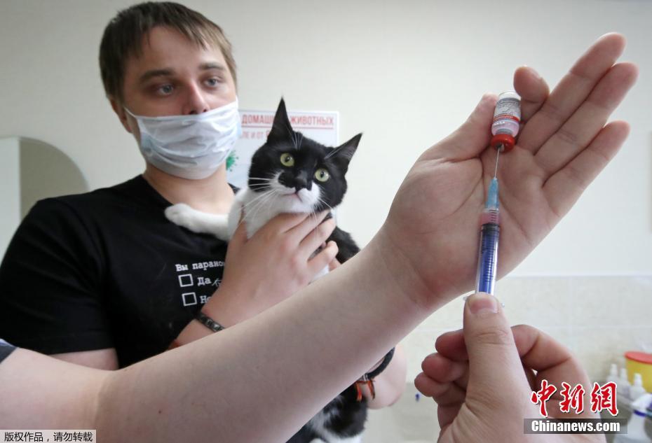 Rússia lan?a primeira vacina contra a Covid-19 para animais