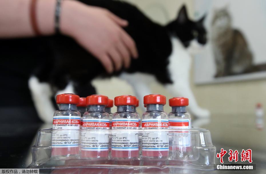Rússia lan?a primeira vacina contra a Covid-19 para animais