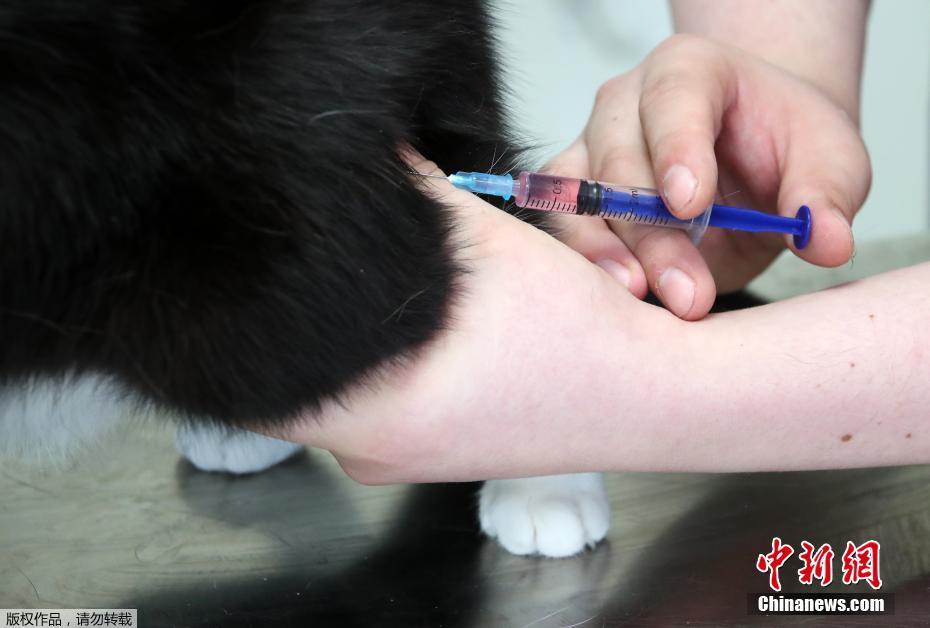 Rússia lan?a primeira vacina contra a Covid-19 para animais