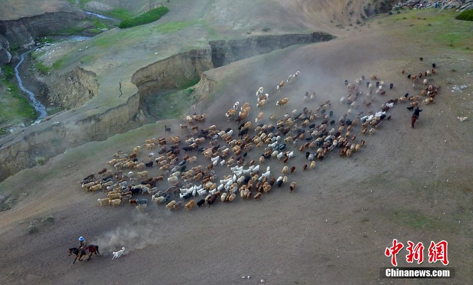 Xinjiang: Migra??o sazonal de rebanhos ocorre em Altay 