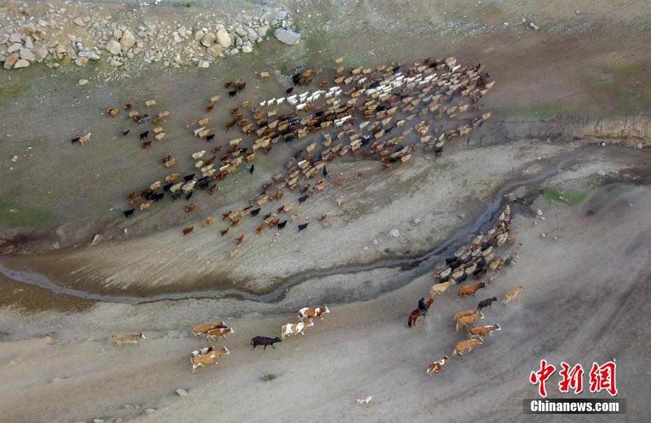 Xinjiang: Migra??o sazonal de rebanhos ocorre em Altay 