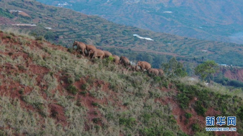 Manada de elefantes em migra??o da China percorre 9,3 km rumo a norte