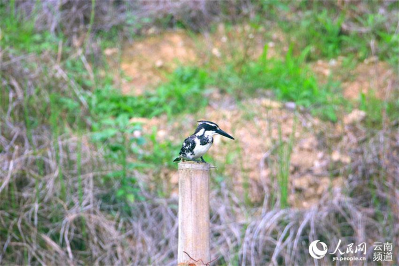  Yunnan: Guarda-rios-malhado é encontrado pela primeira vez em Longling
