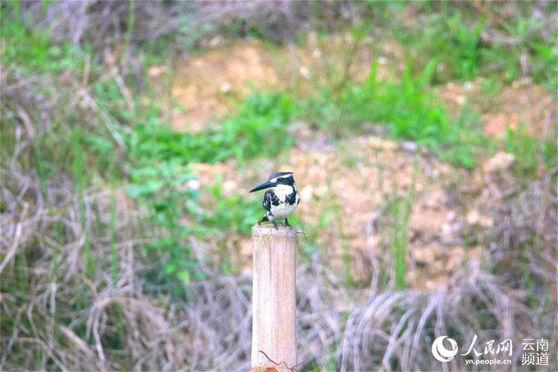  Yunnan: Guarda-rios-malhado é encontrado pela primeira vez em Longling