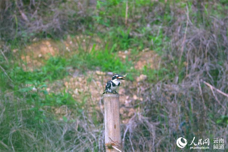  Yunnan: Guarda-rios-malhado é encontrado pela primeira vez em Longling