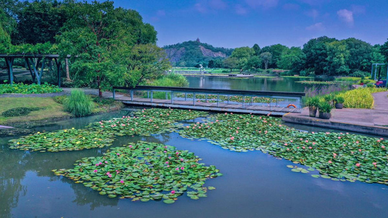 China: Jardim Botanico Chenshan de Shanghai realizará exibi??o anual de nenúfares    