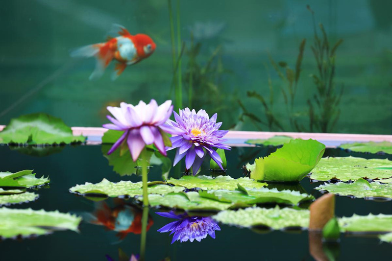 China: Jardim Botanico Chenshan de Shanghai realizará exibi??o anual de nenúfares    