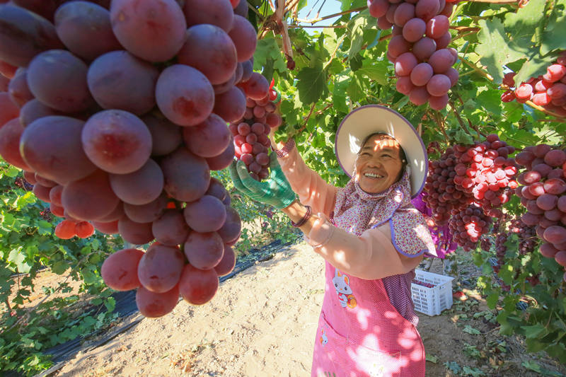 Xinjiang: bela paisagem dos campos