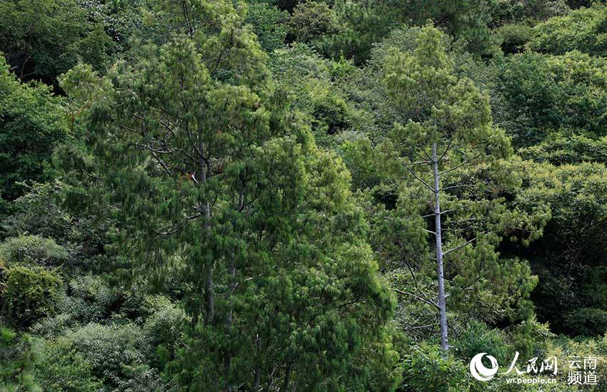 Yunnan: espécie amea?ada pinus quinquefolia com recupera??o significativa