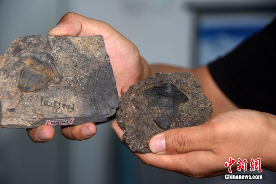 Primeira descoberta de fósseis de petalodontiformes na China data de há 290 milh?es de anos