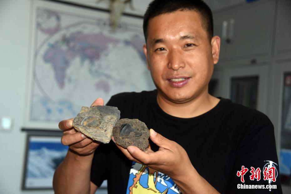 Primeira descoberta de fósseis de petalodontiformes na China data de há 290 milh?es de anos